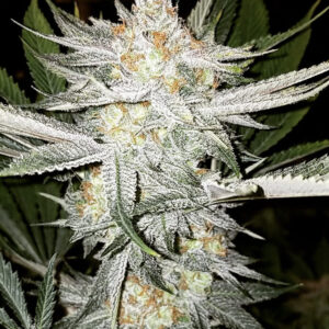 Ice Cream Paint Job (Breeder's Reserve)