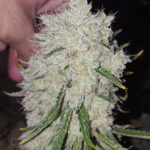 Guava Gum HazeBand - 6 Pack