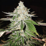 Orange SkunkBand - 3 Pack