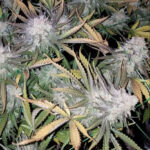 Cherry Rootbeer Headband - 3 Pack