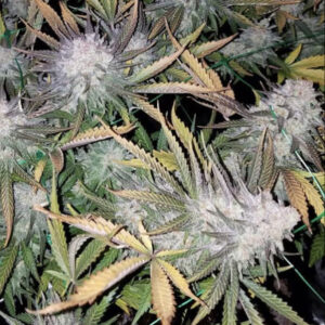 Cherry Rootbeer Headband