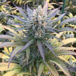 Sour Urkel - 3 Pack