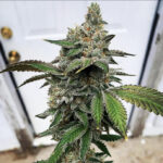 Fresh Press Sour - 3 Pack