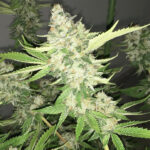 Sour Lemon Skunk - 3 Pack