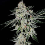 Sour Cherry - 3 Pack