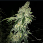 OG Ghost Diesel (OGGD) - 3 Pack
