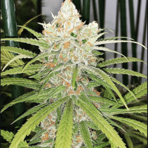 Blueberry Sour Diesel