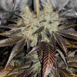 Peach Sour Diesel - 6 Pack