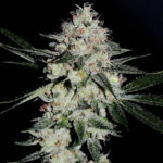 Original Sour Diesel - 3 Pack