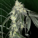 Super Sour Lemon Diesel - 3 Pack