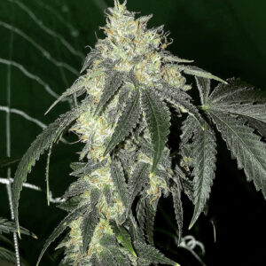 Super Sour Lemon Diesel