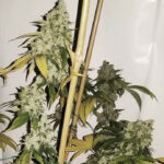 Skunked Up Sour - 3 Pack