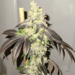 Sour CBDiesel - 3 Pack