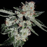 Double Sour Headband - 3 Pack