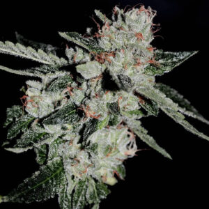 Double Sour Headband