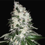 Sour Diesel Bx3.5 #9 - 3 Pack