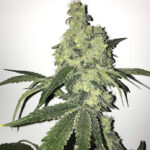 Midwest Sour Diesel - 3 Pack