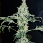 Mendel's Exodus - 3 Pack