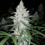 Sour Viesel - 6 Pack