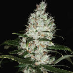 Early Sour SkunkBerry - 3 Pack