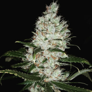 Early Sour SkunkBerry