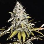 Pineapple Sour Diesel - 3 Pack