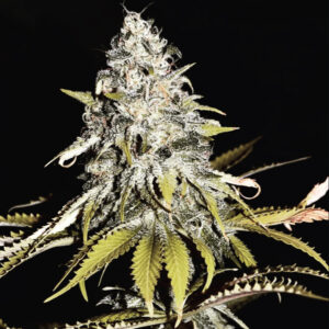 Pineapple Sour Diesel