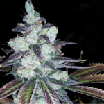 Diesel Trainwreck - 3 Pack