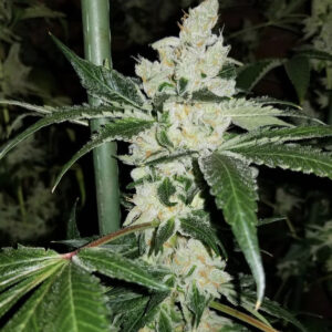 Super Sour BubbleBand