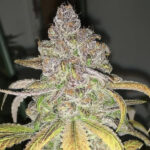 Black Lemon Diesel - 5 Pack