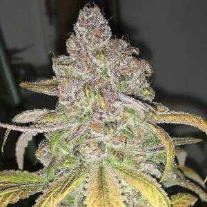 Black Lemon Diesel