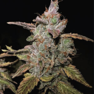 Tropical Sour Piff