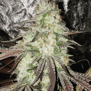 Mango Sour Diesel