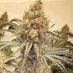 Amaretto Sour OG - 5 Pack