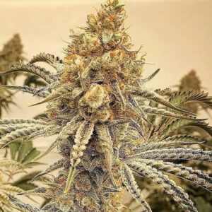Amaretto Sour OG