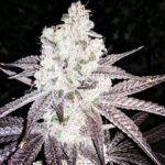Sour Wedding Diesel - 5 Pack