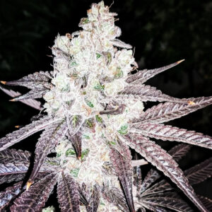 Sour Wedding Diesel