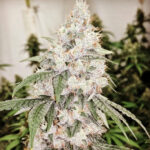 Sour Diesel F5 Auto (Breeders Reserve) - 5 Pack