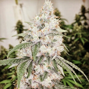 Sour Diesel F5 Auto (Breeders Reserve)