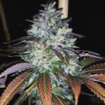 Orange County Zour - 5 Pack