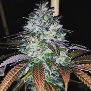 Orange County Zour