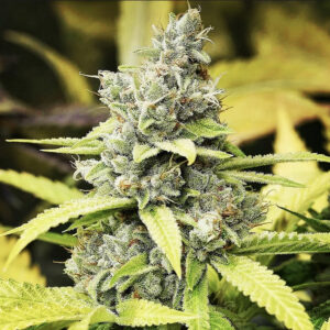 Strawberry Sour Diesel