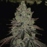Double Cupped Diesel - 5 Pack