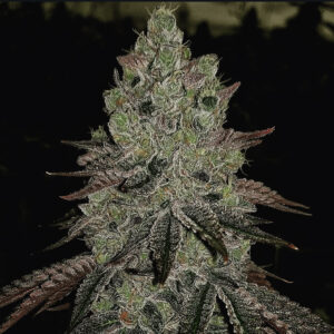 Double Cupped Diesel