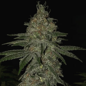 Sour Melonade