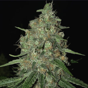 Mendel's Exodus Auto