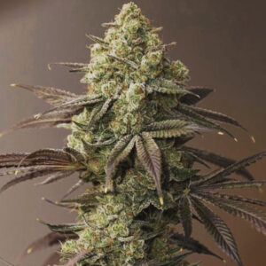 Sour Reserve Cookies