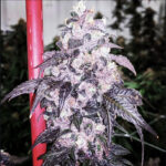 Blackberry Sour Diesel - 5 Pack