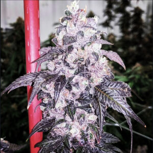 Blackberry Sour Diesel