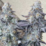 Super Sour Lemon OG - 5 Pack